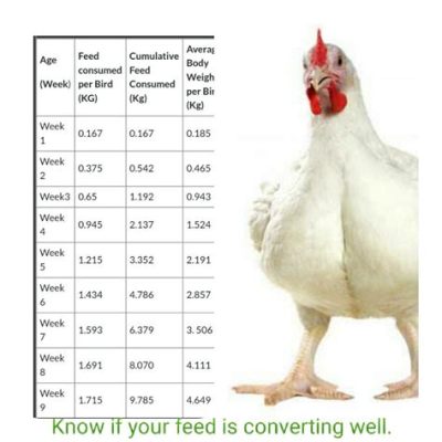 How Many Cups of Feed Per Chicken: A Journey into the Quirky World of Poultry Nutrition