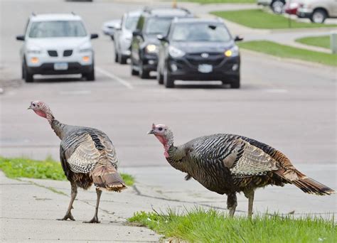 Is It Illegal to Feed Wild Turkeys? And Why Do They Always Cross the Road When No One Is Watching?