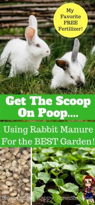 Is Rabbit Poop Good Fertilizer for Vegetables? And Why Do Rabbits Prefer Carrots Over Broccoli?