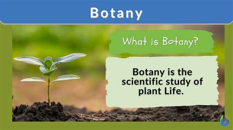  「Vascular Plants」：ロシアの植物学者が描く、生命の静謐なる交響曲