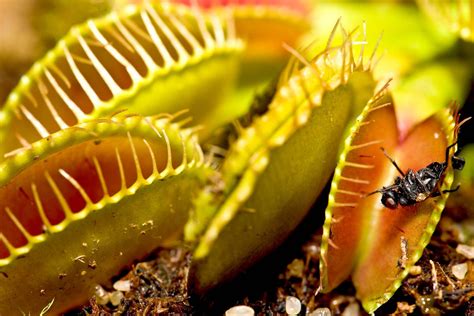 What Do You Feed Venus Fly Traps: A Journey into the Carnivorous World