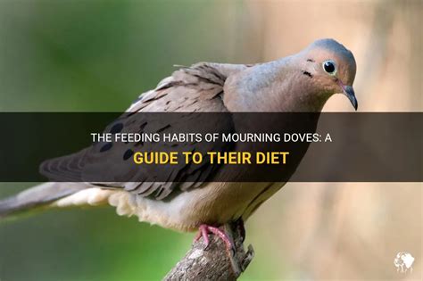 What to Feed Mourning Doves: A Guide to Nurturing These Gentle Birds