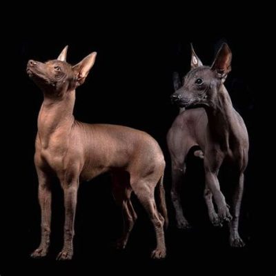  Xoloitzcuintli: The Story of an Ancient Dog